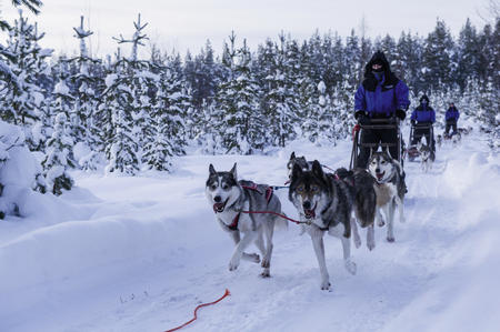 Huskytour durch die Winterlandschaft (c) Klaus-Peter Kappest