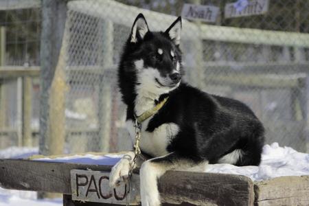 Paco