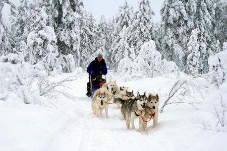 Mit dem Hundeschlitten durch Lappland