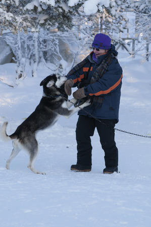 Aufgeweckte, freundliche Huskies erwarten Sie