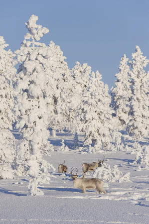 Rentiere im Winterwald