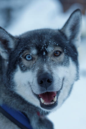Huskies ganz nah (c) Gutzke