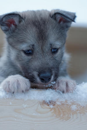 Nachwuchs auf der Huskyfarm (c) Gutzke