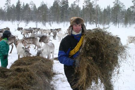 Füttern der Rentierherde bei Inari