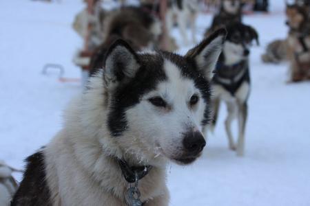 Die Huskies sind bereit für die bevorstehende Schlittenfahrt