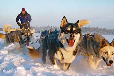 Huskysafari